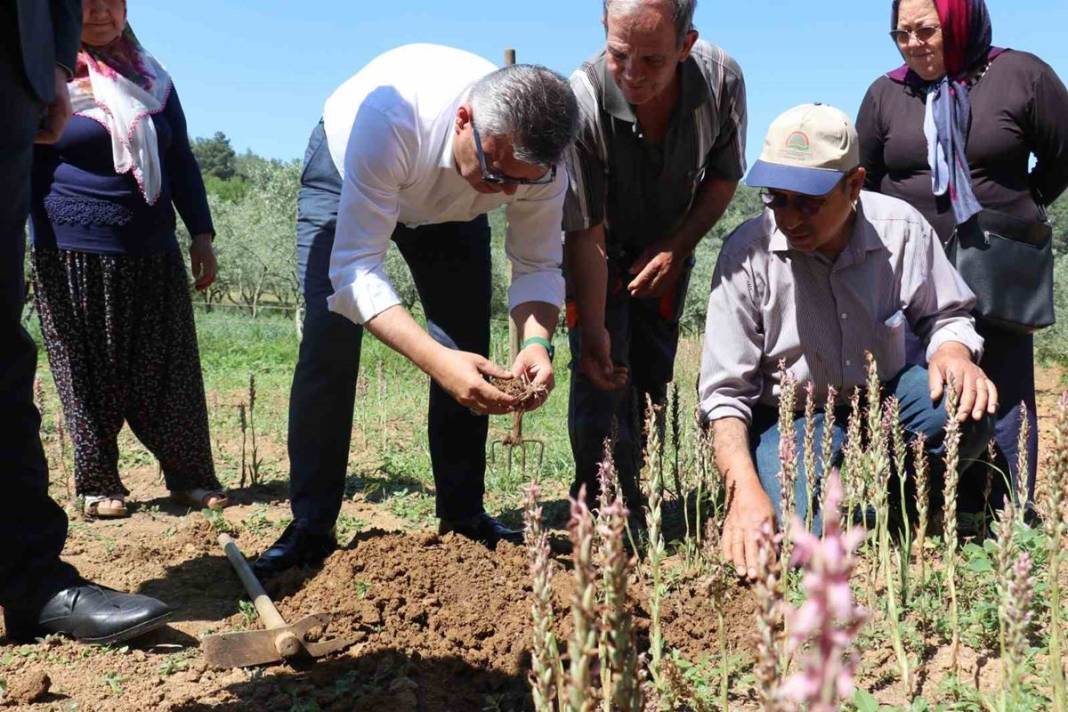Dönümünden 1 ton ürün alınıyor, kilosu 2 bin TL, üstelik devlet destekli! Hasat başladı, paraya para demiyorlar 5